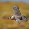 Chaluha prizivna - Stercorarius parasiticus - Parasitic Jaeger 6771